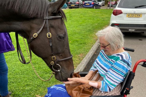 Pilot programme announced to introduce former racehorses to care home residents