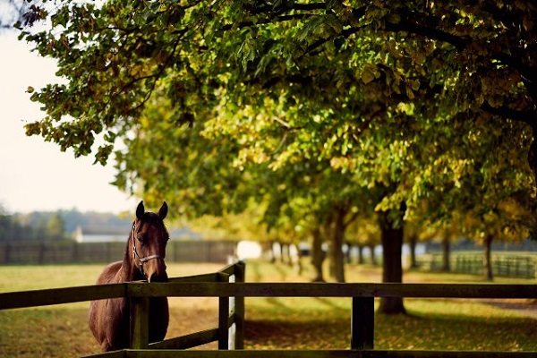 The Racing Foundation Funds Study of Environmental Sustainability of Stud Farms