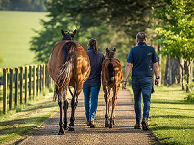 Thoroughbred Breeding Industry Recruitment, Skills & Retention Research 2019 - Summary of Key Findings