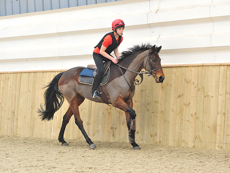 Thoroughbred Breeding Industry Recruitment, Skills & Retention Research 2017 - Full Report