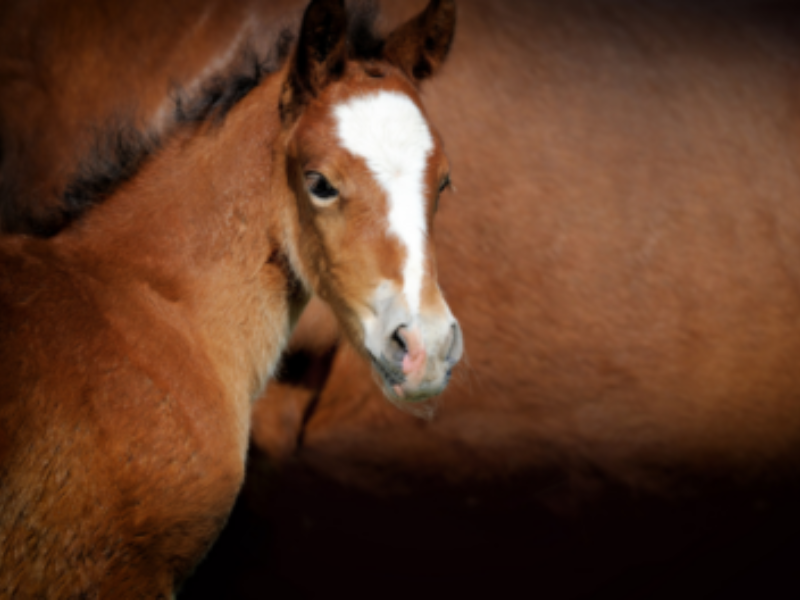 Racing and Thoroughbred Breeding Industry Recruitment, Skills and Retention Survey 2022